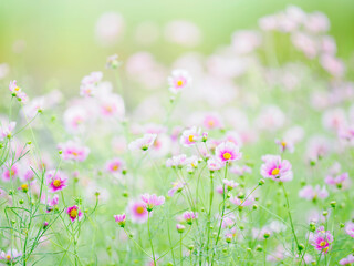 Fototapeta premium 秋の公園や花壇を彩るコスモスのある風景。やさしい淡いピンクのコスモス。背景。自然風景素材。