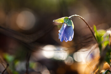 Przylaszczki w lesie w porannej rosie – wiosenne kwiaty w naturalnym świetle © Elżbieta Kaps