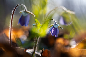 Przylaszczki w lesie w porannej rosie – wiosenne kwiaty w naturalnym świetle © Elżbieta Kaps