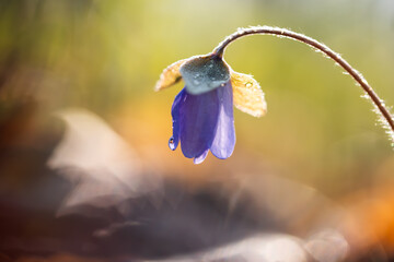 Przylaszczki w lesie w porannej rosie – wiosenne kwiaty w naturalnym świetle © Elżbieta Kaps