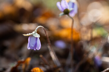 Przylaszczki w lesie w porannej rosie – wiosenne kwiaty w naturalnym świetle © Elżbieta Kaps
