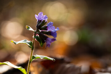 Wiosenne kwiaty w ciepłym porannym świetle, naturalna fotografia przyrodnicza © Elżbieta Kaps