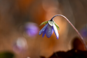 Przylaszczki w lesie w porannej rosie – wiosenne kwiaty w naturalnym świetle © Elżbieta Kaps