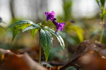 Dzikie wiosenne kwiaty w lesie – naturalna roślinność i spokojny klimat © Elżbieta Kaps