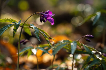 Dzikie wiosenne kwiaty w lesie – naturalna roślinność i spokojny klimat © Elżbieta Kaps