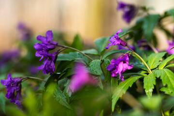 Dzikie wiosenne kwiaty w lesie – naturalna roślinność i spokojny klimat © Elżbieta Kaps
