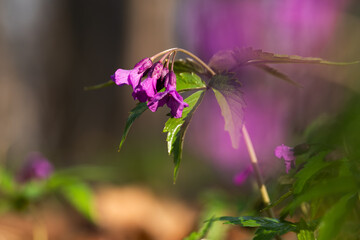 Dzikie wiosenne kwiaty w lesie – naturalna roślinność i spokojny klimat © Elżbieta Kaps