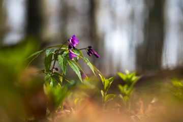 Dzikie wiosenne kwiaty w lesie – naturalna roślinność i spokojny klimat © Elżbieta Kaps