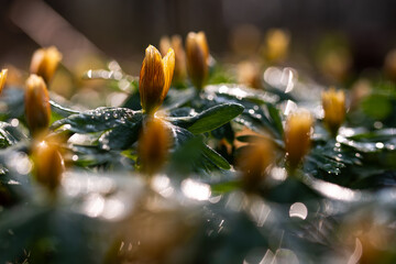 Liście rannika z rosą w lesie – przekwitnięte kwiaty w porannym świetle © Elżbieta Kaps