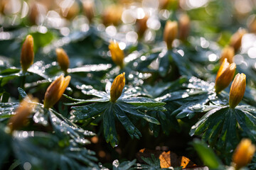 Liście rannika z rosą w lesie – przekwitnięte kwiaty w porannym świetle © Elżbieta Kaps