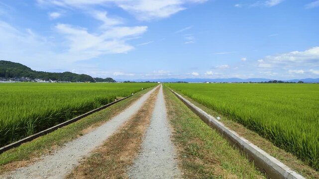 夏の庄内平野に広がる緑豊かな水田と農村の風景