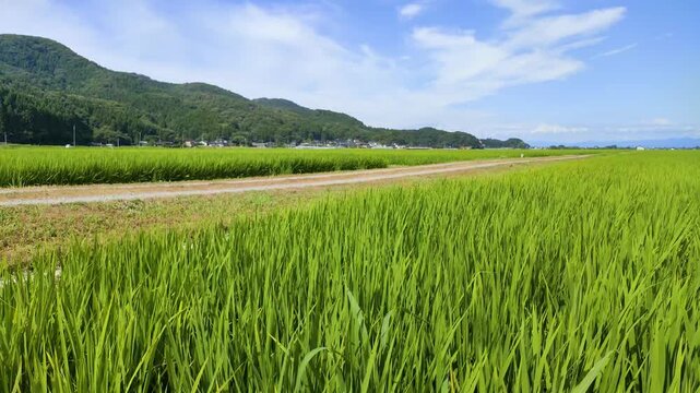 夏の庄内平野に広がる緑豊かな水田と農村の風景