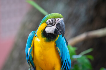 Close-up portrait of a vibrant Blue-and-Yellow Macaw (Ara ararauna) with brilliant turquoise and golden feathers. © Renhue