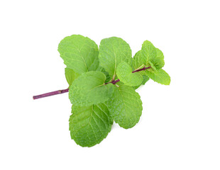 Mint leaf isolated. Fresh mint leaf on white background © wealthy lady