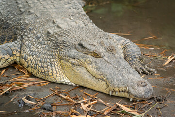Fototapeta premium Close up portrait of a large alligator with showing sharp teeth in a natural wetland habitat.