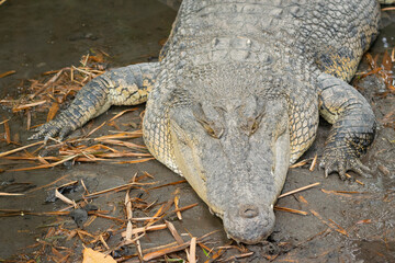 Fototapeta premium Close up portrait of a large alligator with showing sharp teeth in a natural wetland habitat.