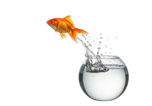 Goldfish leaping out of fishbowl isolated on transparent background, capturing a moment of freedom and escape with splashing water
