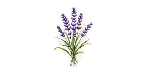 Fototapeta premium Lavender Flower Bouquet Illustration with Soft Background, Botanical Floral Art