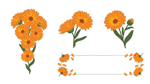 Botanical illustration of orange calendula marigold flowers with green leaves and a decorative rectangular frame for herbal tea design.