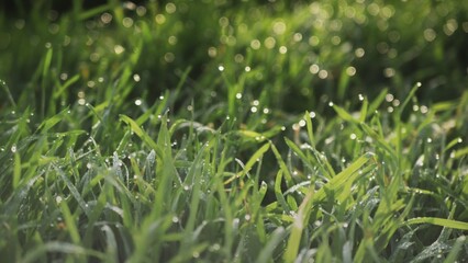 Lush green grass with dew drops. Spring forbs