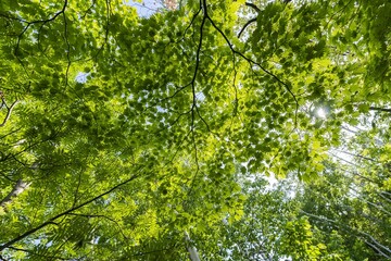 Fototapeta premium 新緑の葉が美しく風に揺れる森の中 