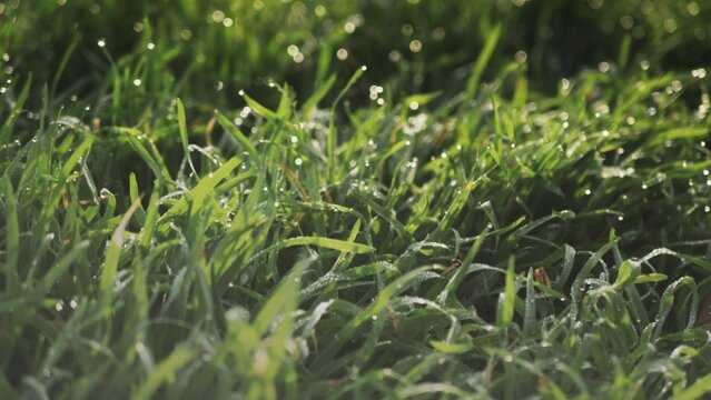 Lush green grass with dew drops. Spring forbs