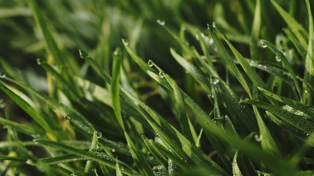 Lush green grass. Spring forbs