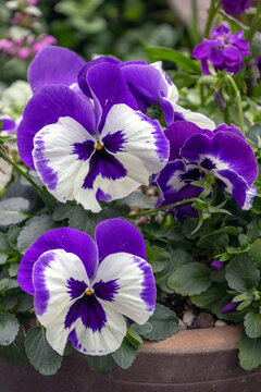 Large flowered purple and white pansies