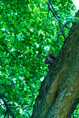 Fototapeta premium View of a red squirrel with brown fur climbing up a tree trunk in a historic botanical garden, with a lush green canopy of leaves in the background on a sunny summer day.