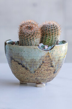 Notocactus mammulosus, a small barrel shaped cactus with red spines in a pot that matches the colors of the plant