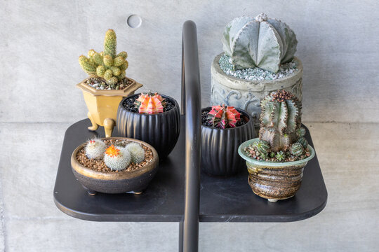 A selection of potted cacti and succulent plants on a display table