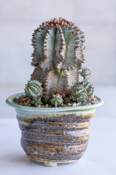 Euphorbia horrida 'Snowflake', a succulent plant with whitish body, in a matching ceramic pot