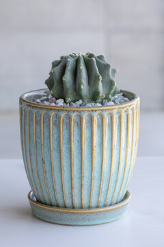 Ferocactus glaucescens nuda, a cactus species with ribs and no thorns, in a matching pot