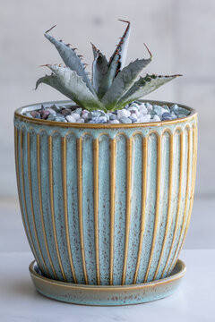A seedling plant of Agave parrasana in a ceramic pot with matching tones