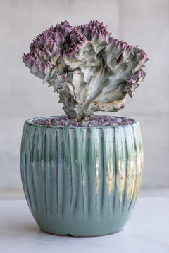 Euphorbia lactea cristata, a succulent plant with a crested mutation, in a complementary ceramic pot