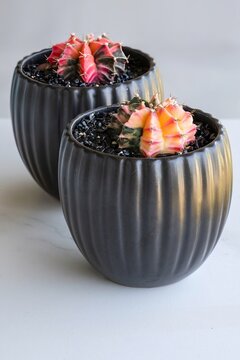 Gymnocalycium mihanovichii, colorful cactus mutations, in black ceramic pots