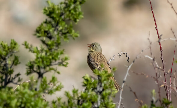 Ortolan Bunting (Emberiza hortulana) in a natural habitat