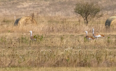 Fototapeta premium Great Bustard flock in Hungarian pusta