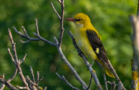 Female Golden Oriole (Oriolus oriolus)
