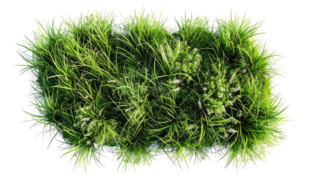 Overhead view of vibrant, textured green grass clump against a black backdrop