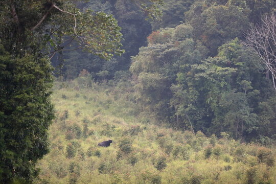 The Mighty Gaur: The Largest Wild Cattle in the World