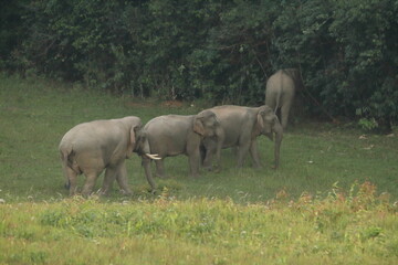 Peaceful Moment with a Wild Elephant Family in the Meadow © Thani