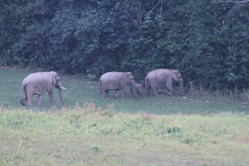 Peaceful Moment with a Wild Elephant Family in the Meadow © Thani