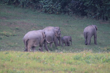 Peaceful Moment with a Wild Elephant Family in the Meadow © Thani