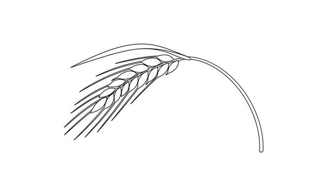 Single wheat grain ear illustration.
