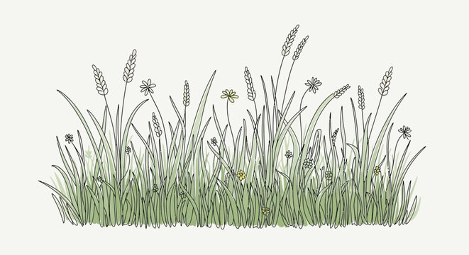 Green grass with seed heads growing.