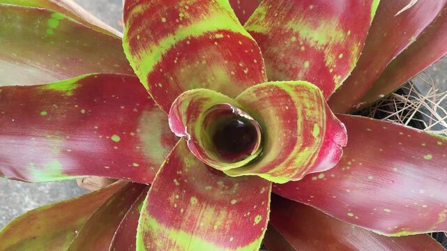 Neoregelia   in the garden ,ฺฺbromeliaceae