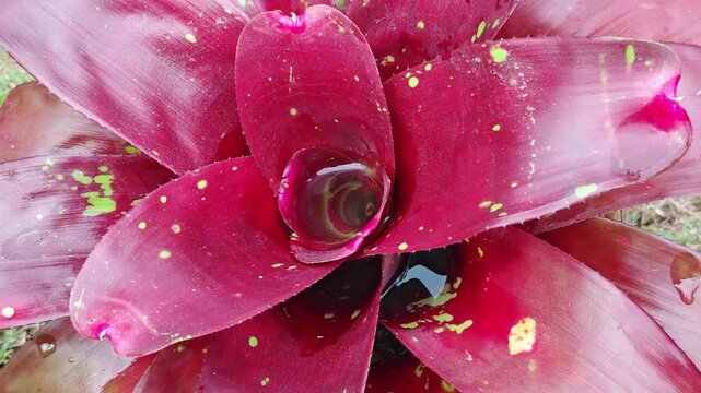 Neoregelia   in the garden ,ฺฺbromeliaceae