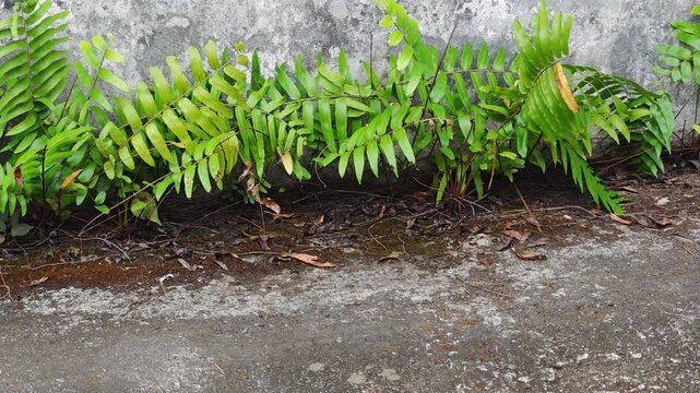 stenochlaena ,A fern is growing next to the house,fern