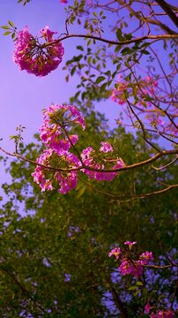 Blooming flowers sakura tree in spring video 4k.blossom, blooming, sakura, flower, spring, tree, nature, pink, cherry, footage, video, fresh, garden, natural, floral, bloom, beautiful, tree branch, ja